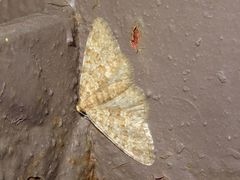 Zenophleps obscurata