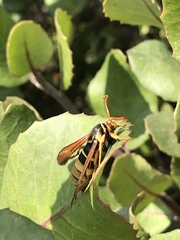 Paranthrene robiniae