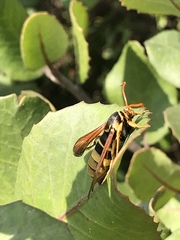 Paranthrene robiniae