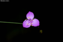 Gibasis linearis rhodantha