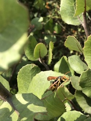 Paranthrene robiniae