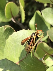 Paranthrene robiniae