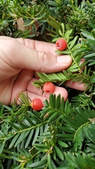 Taxus