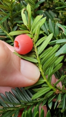 Taxus