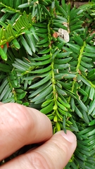 Taxus