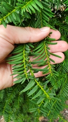Taxus