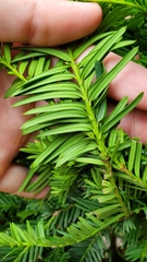 Taxus