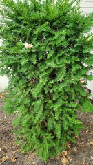 Taxus