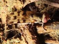 Melieria crassipennis