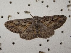 Stenoporpia glaucomarginaria