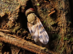 Melieria crassipennis