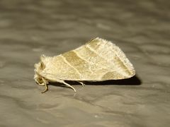 Plagiomimicus tepperi