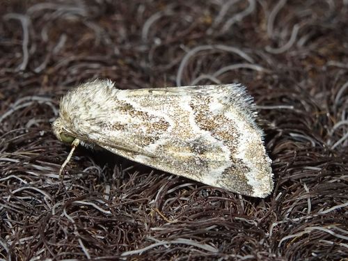 Acute-lined Flower Moth photo 5