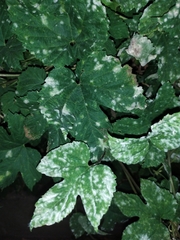 Podosphaera macularis