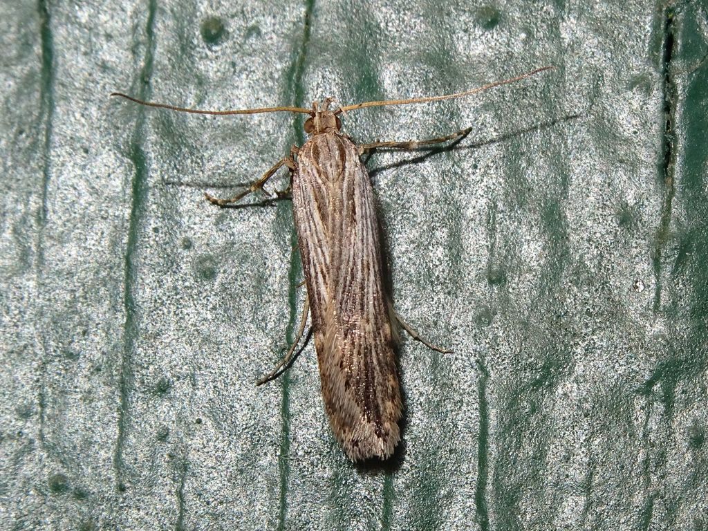 Prolita rectistrigella