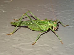 Capnobotes occidentalis