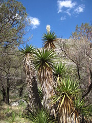 Yucca faxoniana