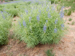 Lupinus covillei