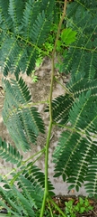 Mimosoideae