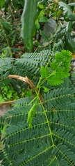 Mimosoideae