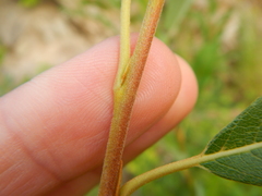 Salix humilis