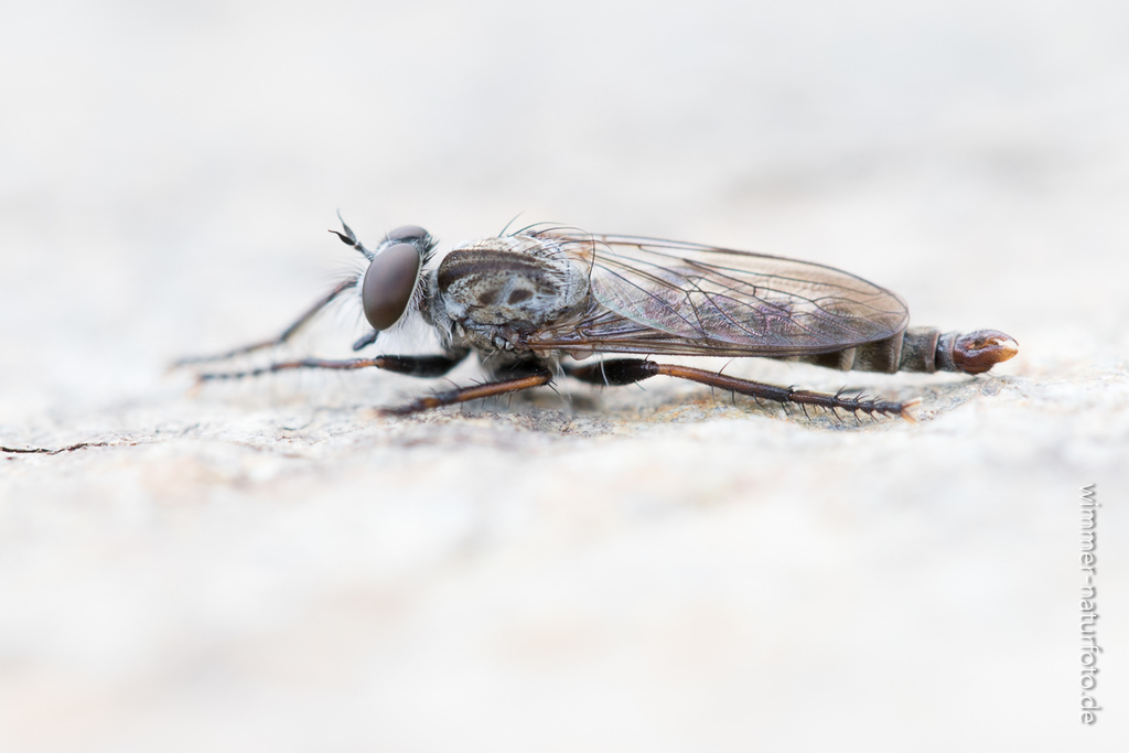 Tolmerus pyragra