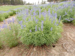 Lupinus covillei