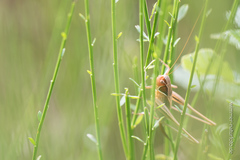 Sepiana sepium