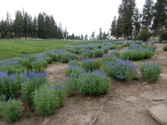 Lupinus covillei