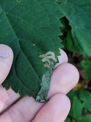 Liriomyza carphephori