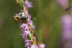 Colletes succinctus
