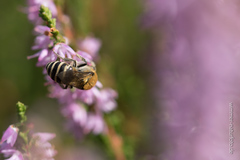 Colletes succinctus