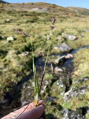 Vahlodea atropurpurea
