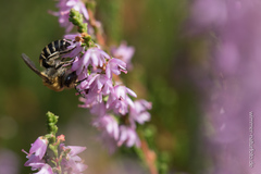 Colletes succinctus