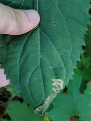 Liriomyza carphephori