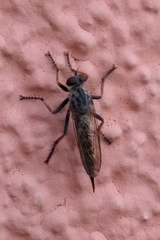 Neomochtherus geniculatus