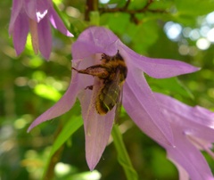 Melitta haemorrhoidalis