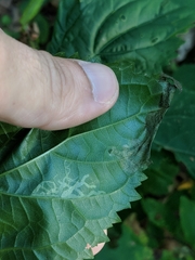 Liriomyza carphephori