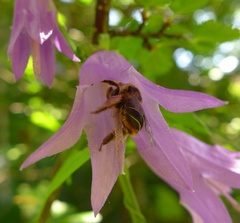 Melitta haemorrhoidalis