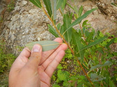 Salix humilis