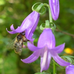 Melitta haemorrhoidalis