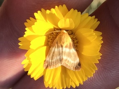 Schinia miniana