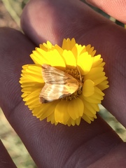 Schinia miniana