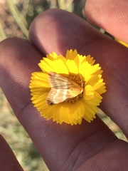 Schinia miniana