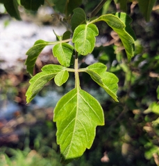 Serjania brachycarpa