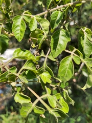 Serjania brachycarpa