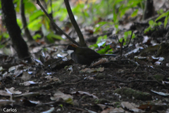 Arremon brunneinucha