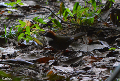 Arremon brunneinucha