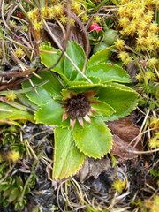 Eryngium humile