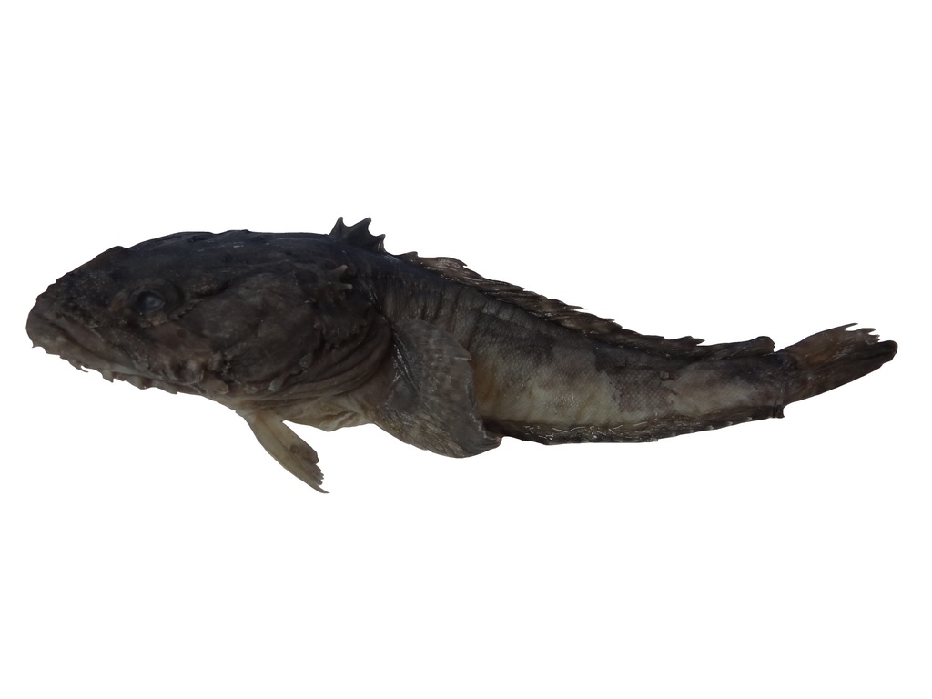 Pacific Toadfish